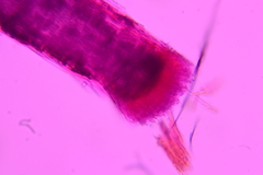 Gliocladium polyporicola