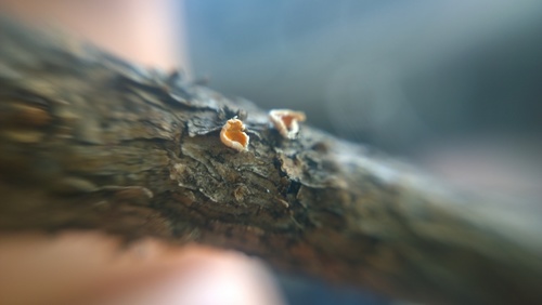 Lachnellula suecica, 2016-08-18