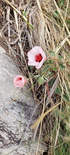 Ainovap (Pavonia cymbalaria)
