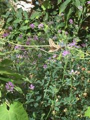 Hyles livornicoides