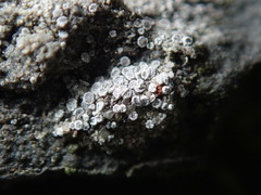 Myriolecis crenulata