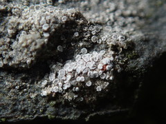 Myriolecis crenulata