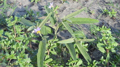 Solanum nemophilum