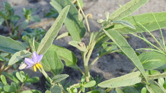 Solanum nemophilum