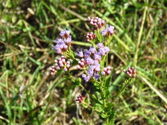 Chromolaena hirsuta