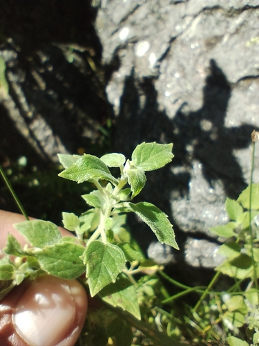 Minthostachys verticillata, photograph 4