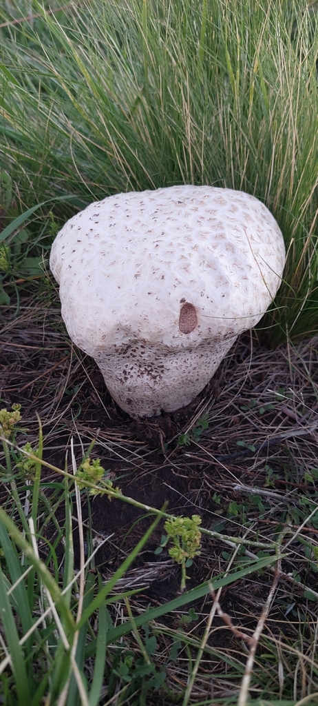 Calvatia cyathiformis · March 2026 · photo: © laurabm2020 (iNaturalist, cc-by)