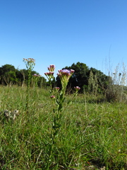 Chromolaena hirsuta