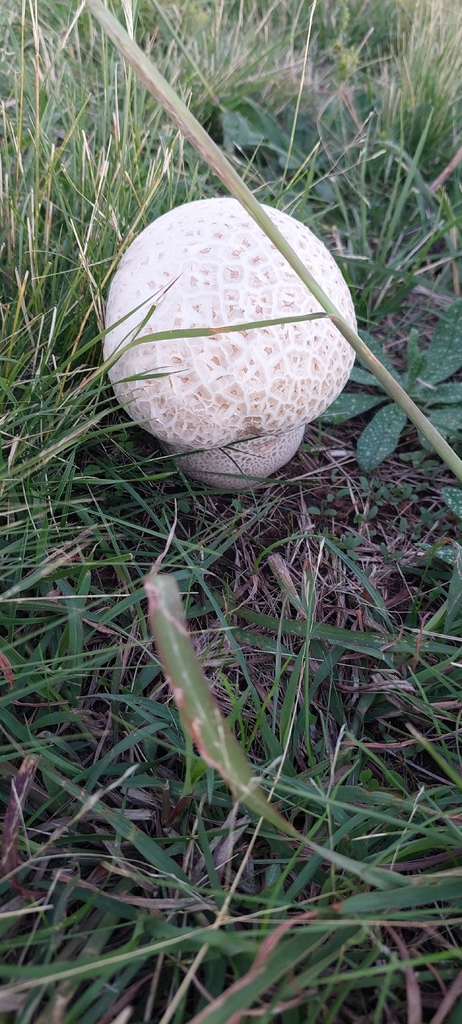 Calvatia cyathiformis · March 2026 · photo: © laurabm2020 (iNaturalist, cc-by)