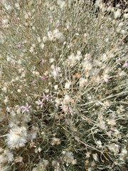 Hyalis argentea