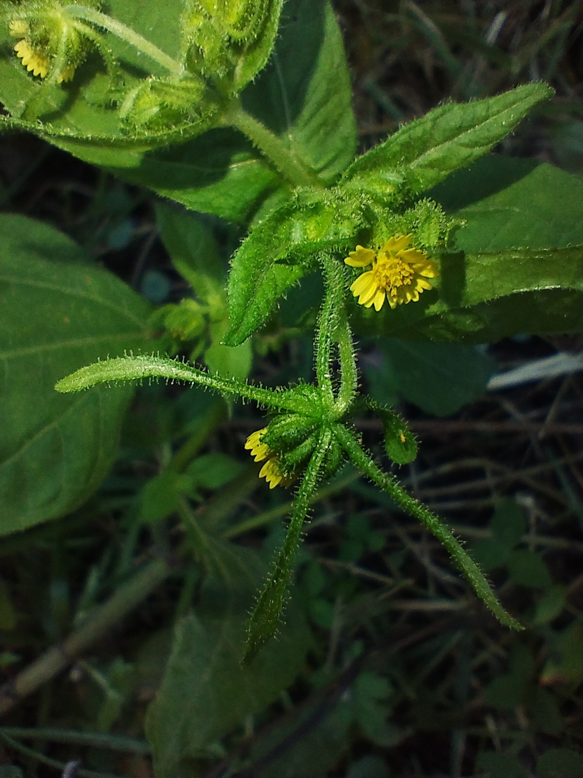 Siegesbeckie (Sigesbeckia jorullensis)