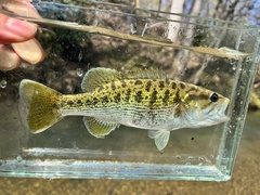 Warrior Bass photo 1
