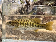 Warrior Bass photo 4