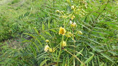 Senna barclayana
