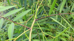 Senna barclayana
