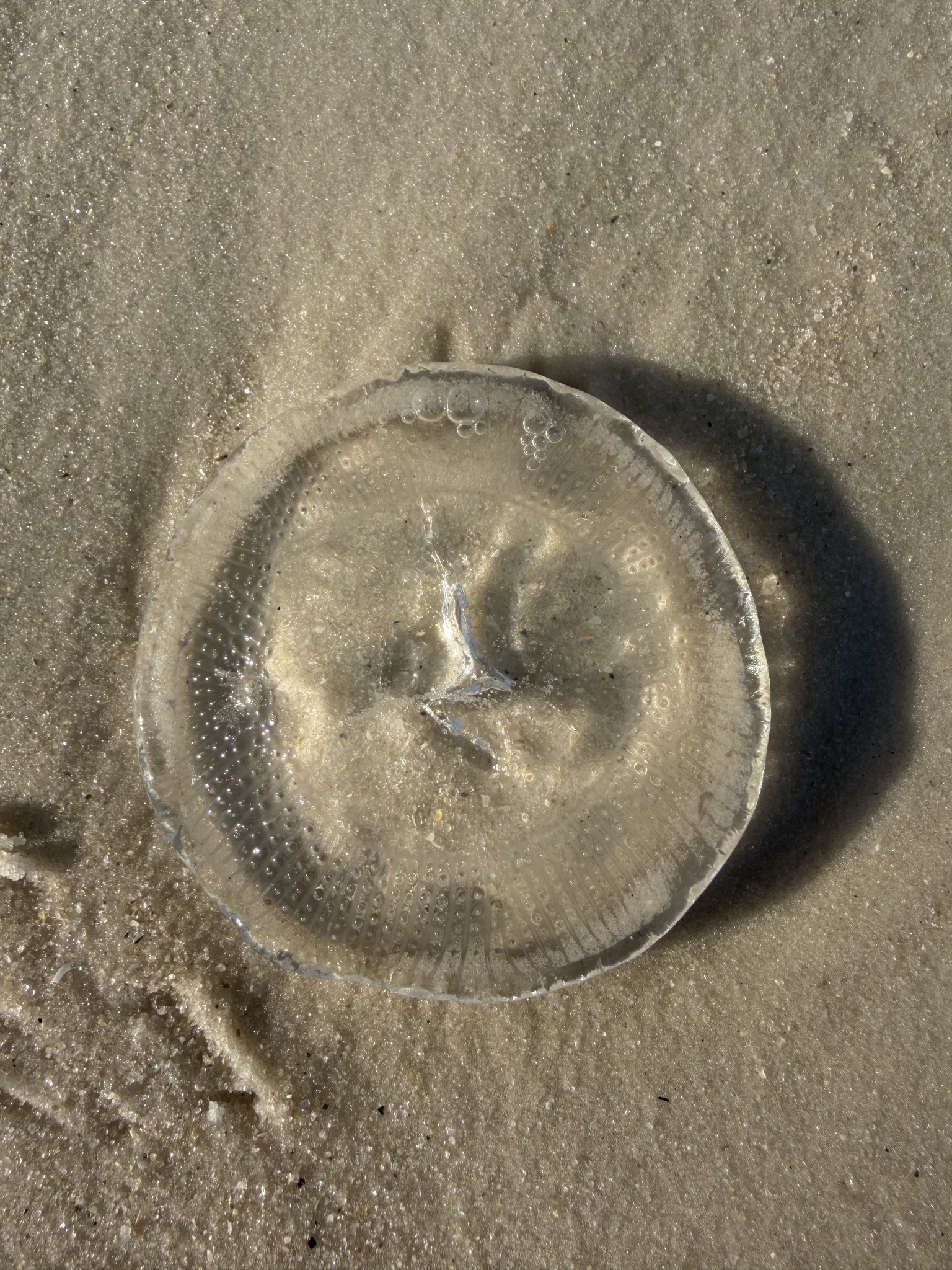 Rhacostoma atlanticum L.Agassiz, 1851