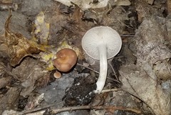 Clitocybe coacta