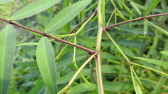 Senna barclayana
