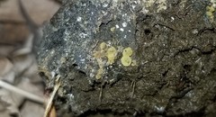 Ascobolus crenulatus