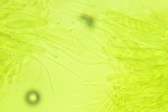 Ascobolus crenulatus