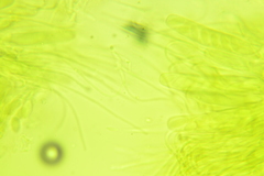 Ascobolus crenulatus