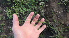 Aristida leptopoda
