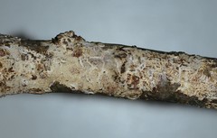 Radulomyces confluens