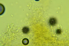 Radulomyces confluens