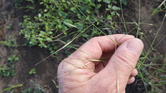Aristida leptopoda