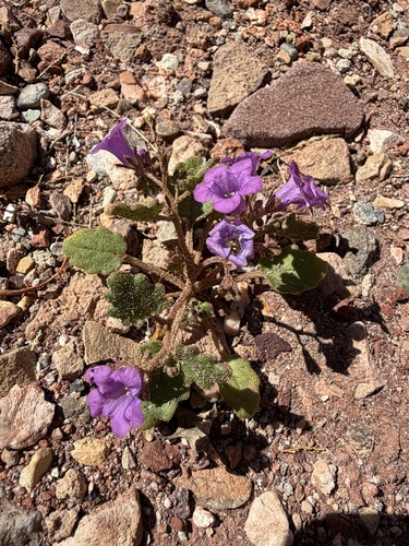 beautiful scorpionweed (Phacelia pulchella)