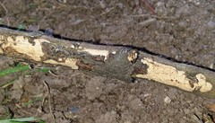 Radulomyces confluens