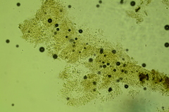 Radulomyces confluens