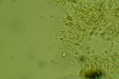 Radulomyces confluens