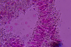 Radulomyces confluens