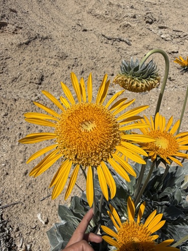 Silverleaf Sunray (Enceliopsis argophylla)