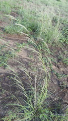 Aristida latifolia