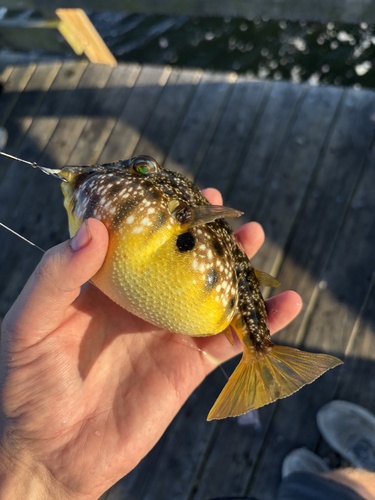 Sphoeroides nephelus
