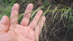 Aristida latifolia