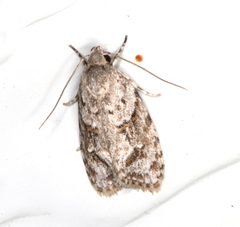 Agriophara horridula