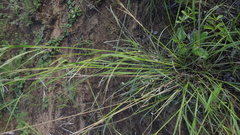 Aristida latifolia