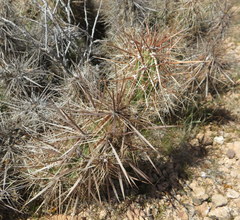 Grusonia kunzei