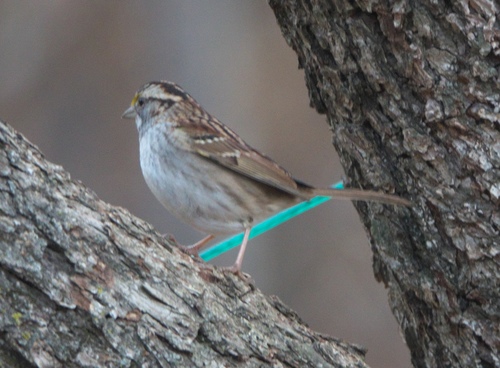White-throated Sparrow photographed in Oklahoma