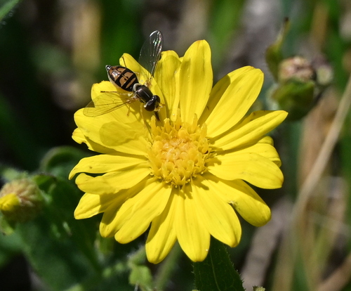 Unknown species found near Garland, TX, USA