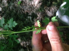 Botrychium michiganense