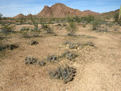 Grusonia kunzei