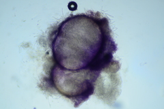 Protocrea pallida
