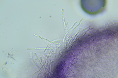 Protocrea pallida