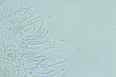 Protocrea pallida