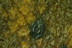 Discosia fraxinea