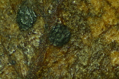 Discosia fraxinea